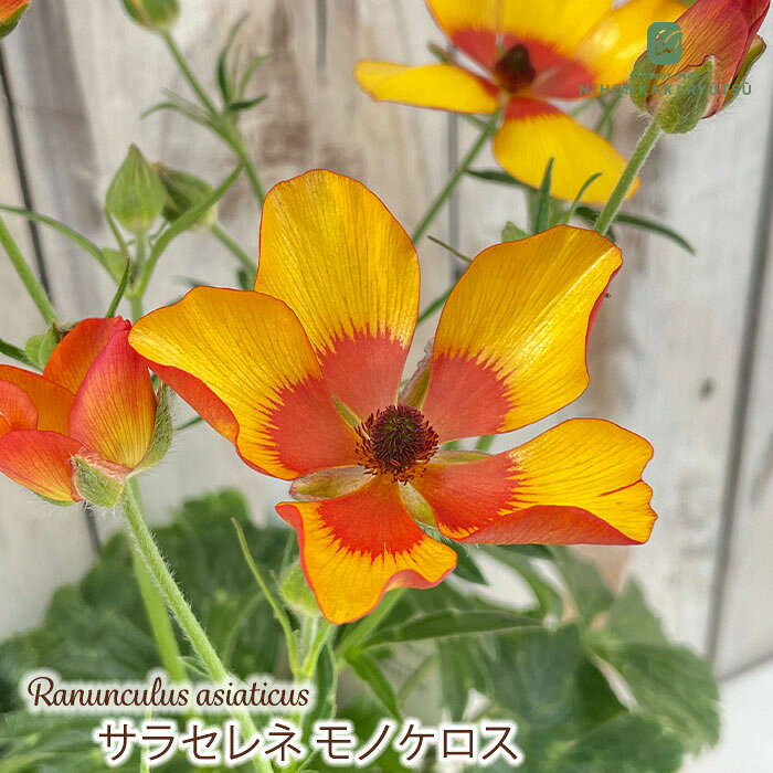 特徴 光が当たるとピカピカと光る花弁が特徴的。 ラックスシリーズとよく似ていますが、交配親がそれぞれ違うのがランドセルシリーズです。 詳細 【置き場所】 半日以上日が当たる場所、水はけのよい場所で管理して下さい。 風通しの良い場所を好みますが、北風が当たるところは避けて下さい。 【水やり】 乾きすぎには注意していただき、土の表面が乾いたらたっぷりのお水を与えてください。 【サイズ・その他】 10.5cmポット 1ポット ※個体差がございますのでご了承ください。 ※時期、環境、気温により花色にかなり幅が出てきます。 ※ポットの色は変わる場合がございます。 ※お届けイメージや個体差は、品種により異なります。画像はイメージとなります。ご了承ください。 ※発送時期が異なる商品とは同梱できません。 ※各商品ページに記載の発送時期をご確認の上ご注文下さい。