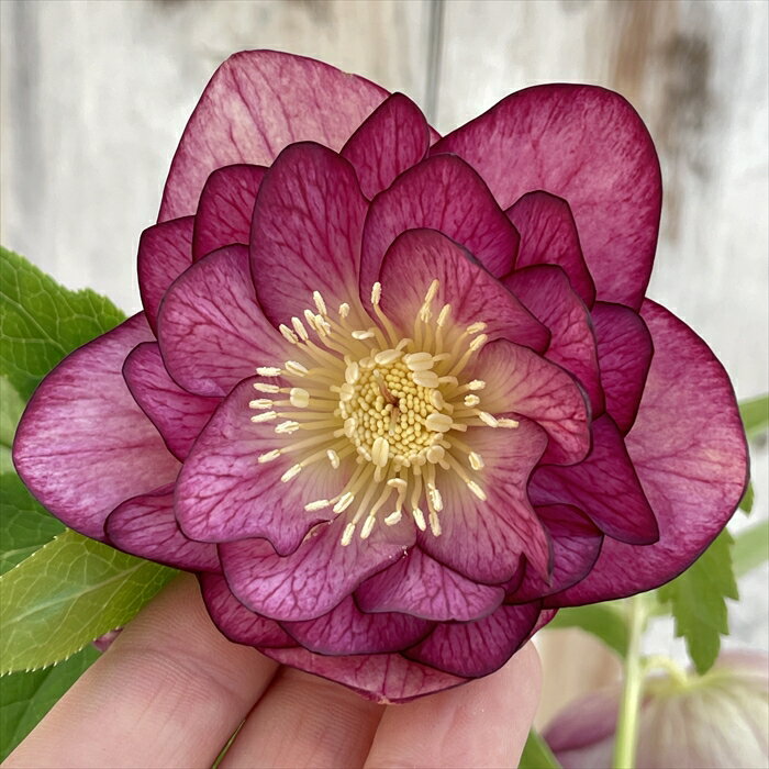 楽天市場】加藤農園 クリスマス ローズの通販