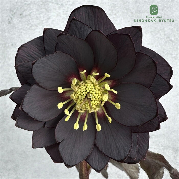 楽天市場】吉田園芸の通販