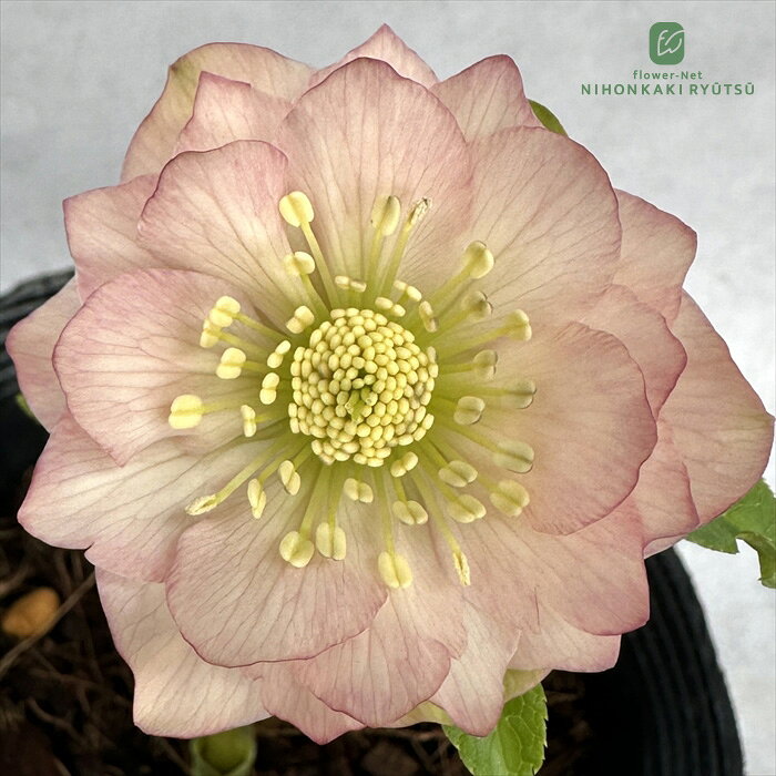 楽天市場】吉田園芸の通販