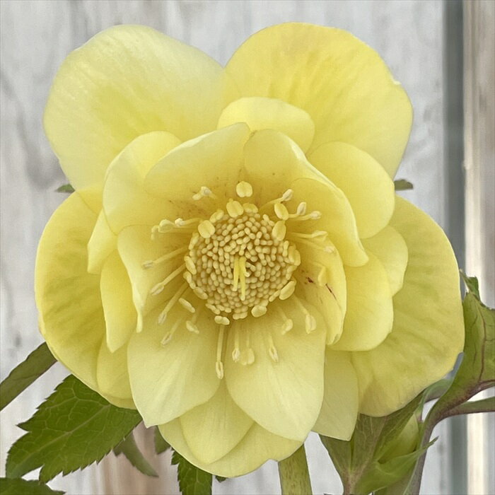 楽天市場】クリスマス ローズ 広瀬 園芸の通販