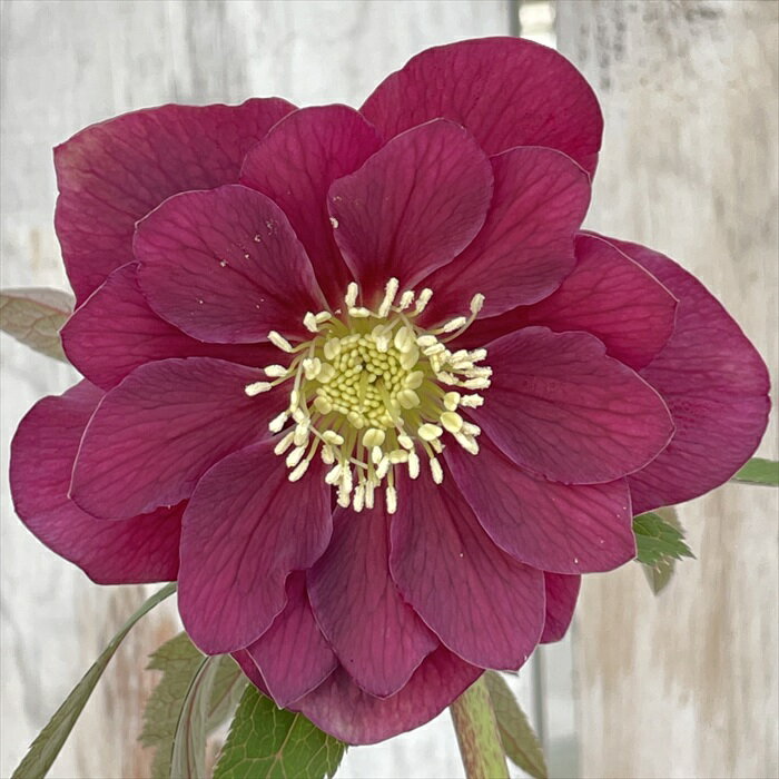 楽天市場】広瀬園芸 クリスマスローズの通販