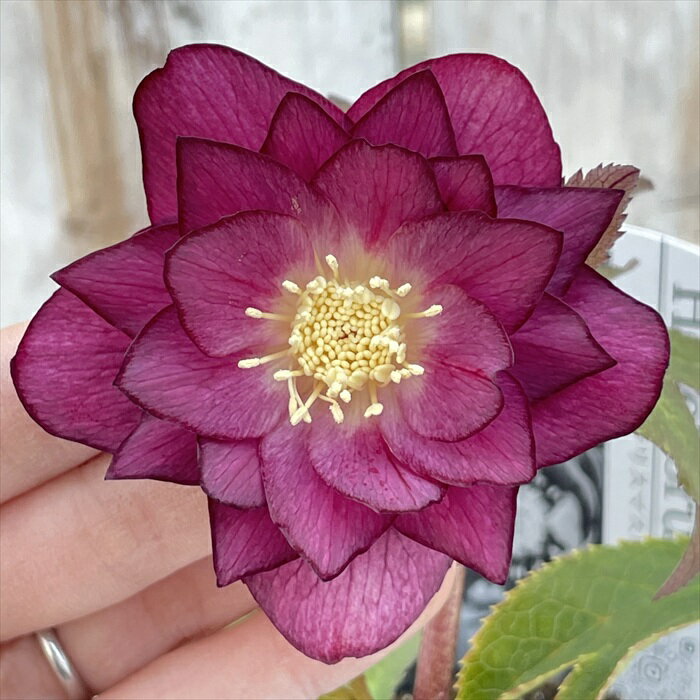 広瀬園芸 クリスマスローズ ダブル かすれ 底白 剣弁レッド 0218-217 現品販売 送料無料 4.5号鉢 開花株