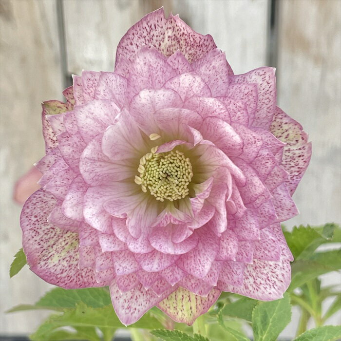 楽天市場】広瀬園芸の通販