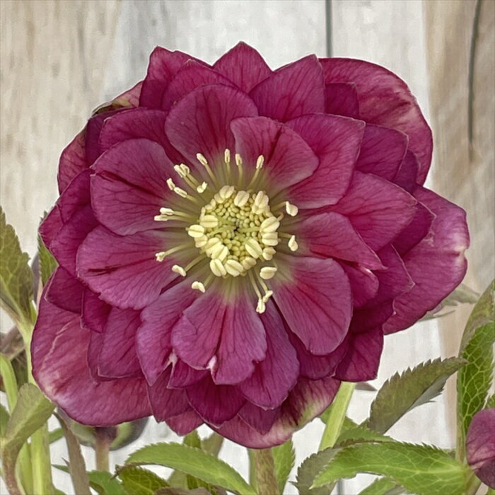 広瀬園芸 クリスマスローズ ダブル レッドグラデーション 0218-221 現品販売 送料無料 4.5号鉢 開花株