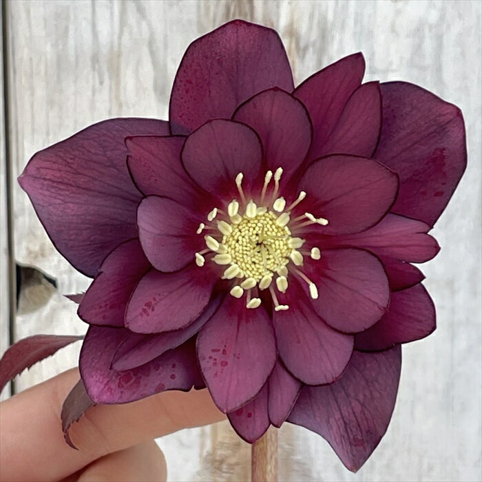 楽天市場】クリスマス ローズ 広瀬 園芸の通販