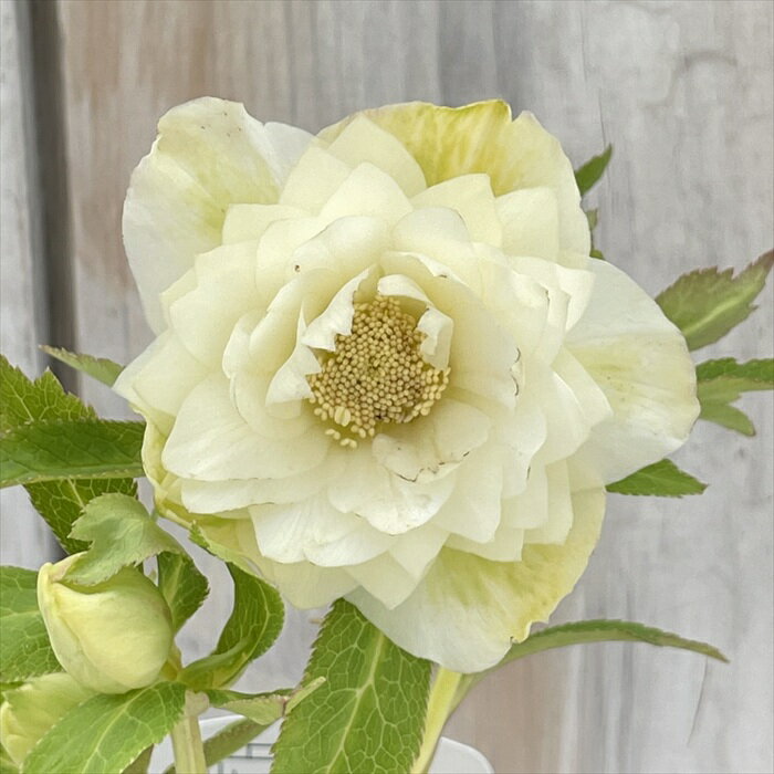 このあと8時〜♪＊大量＊広瀬園芸さん＆吉田園芸さんが3980円