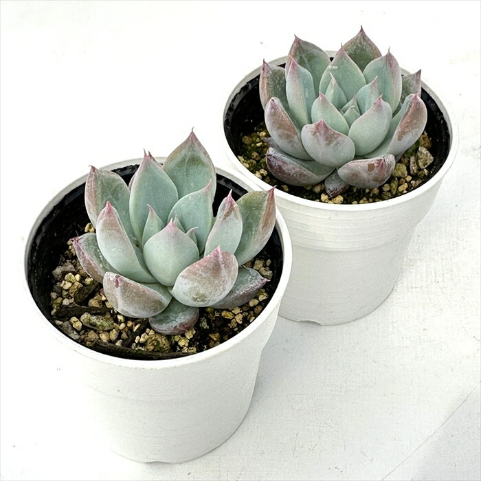 多肉植物 hmエケベリア JJコロラータ 多肉植物 エケベリア 6cmポット