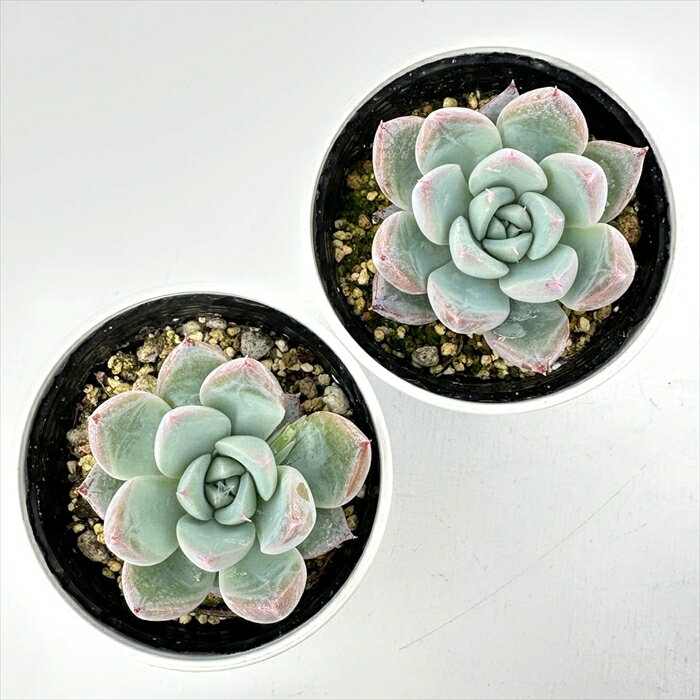 多肉植物 hmエケベリア JJコロラータ 多肉植物 エケベリア 6cmポット