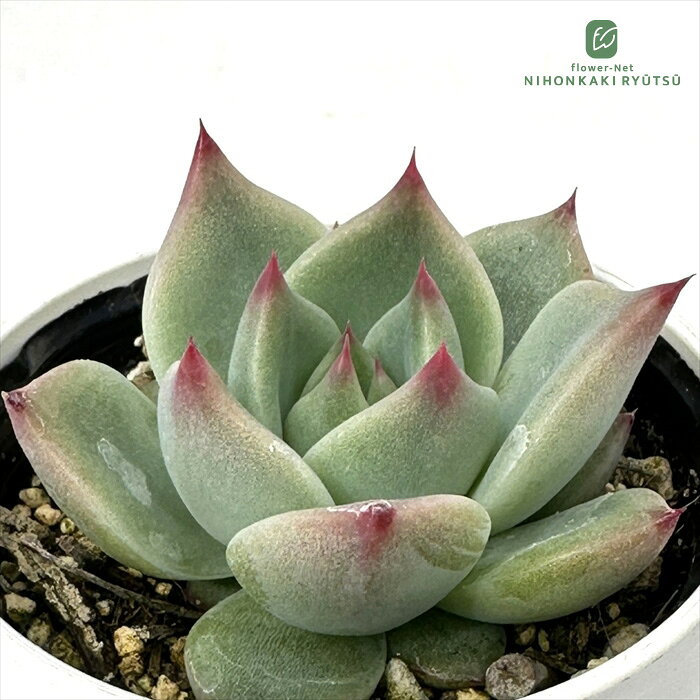 多肉植物 hmエケベリア ガーネットネイル 多肉植物 エケベリア 6cmポット