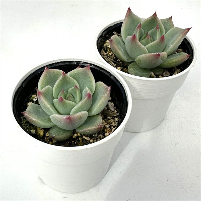 多肉植物 hmエケベリア ガーネットネイル 多肉植物 エケベリア 6cmポット