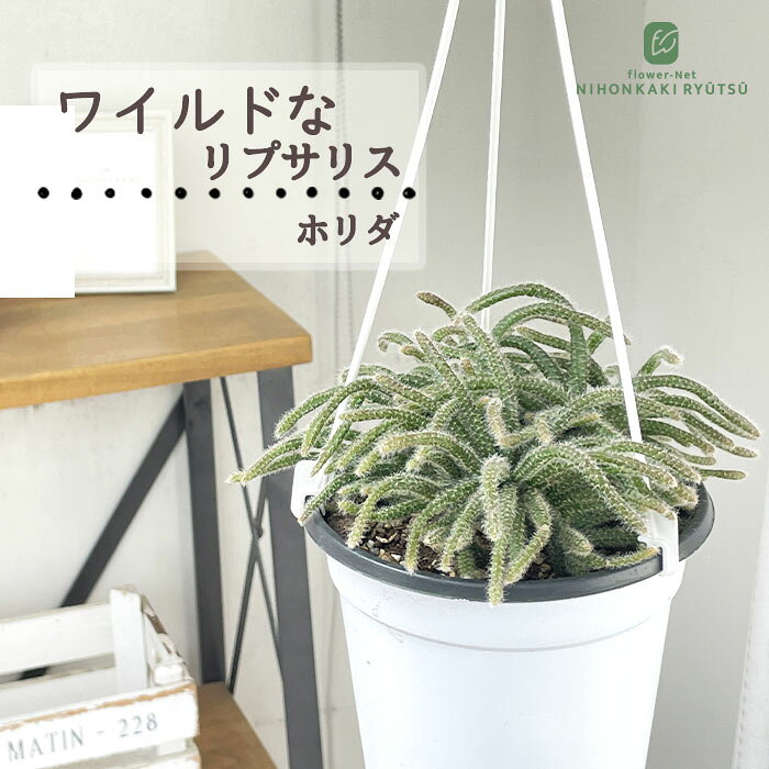 Rakuten - 観葉植物 リプサリス ホリダ 4.5号 吊り鉢 吊り下げ ハンギング 送料無料 観葉植物 室内 贈り物 プレゼント インテリア おしゃれ kbk