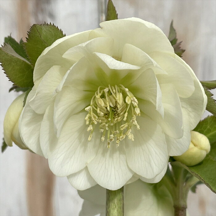 楽天市場】クリスマスローズ（イベント・祝日送別・退職）の通販