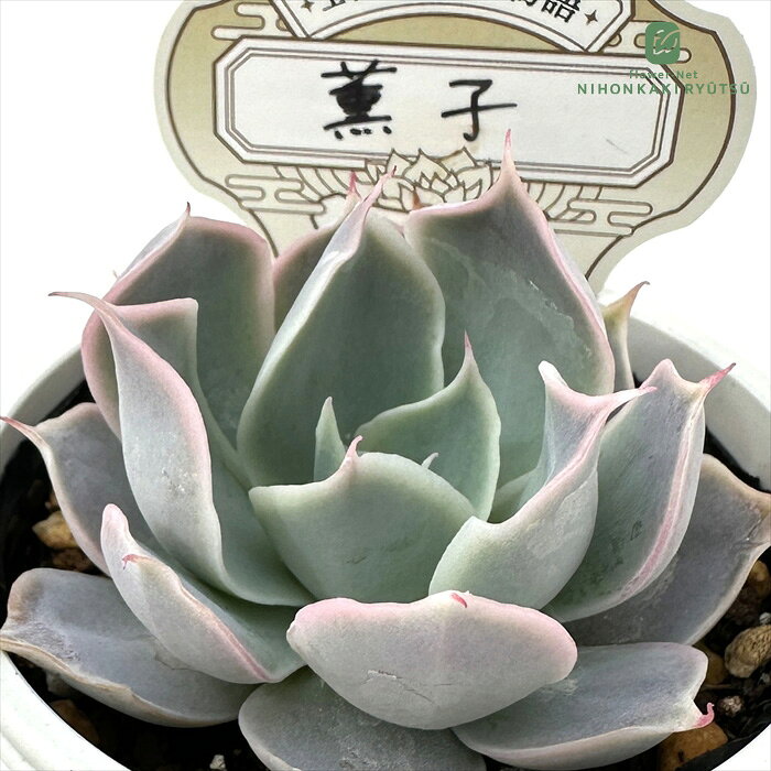 Rakuten