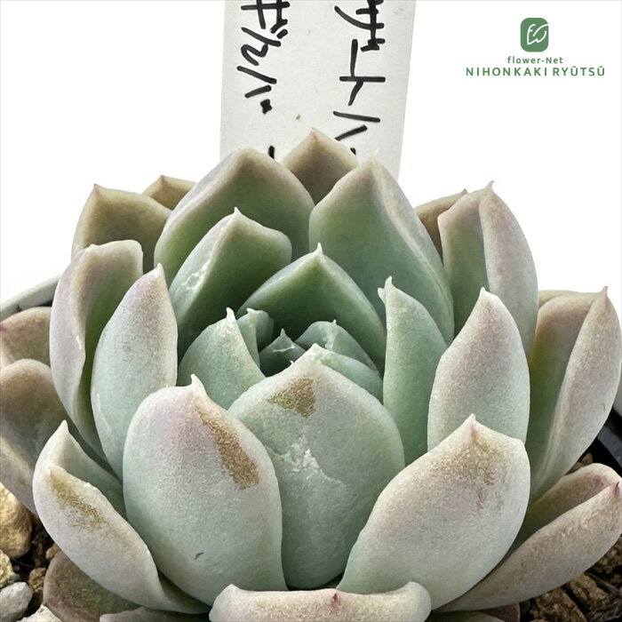 楽天市場】ブルーサプライズ 多肉の通販