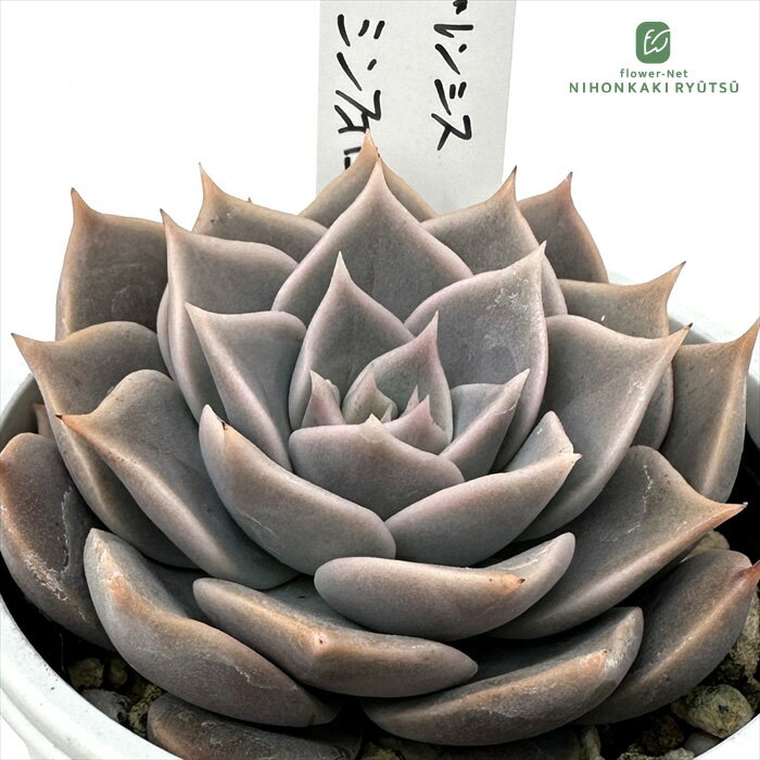 多肉植物 O’sセデベリア トバレンシス×シンフォロサナム 多肉植物 O’s PLANTS オー...