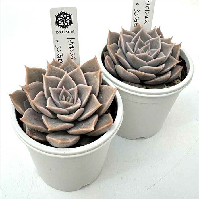 多肉植物 O’sセデベリア トバレンシス×シンフォロサナム 多肉植物 O’s PLANTS オーズプランツさん苗 送料無料 エケベリア 6cmポット