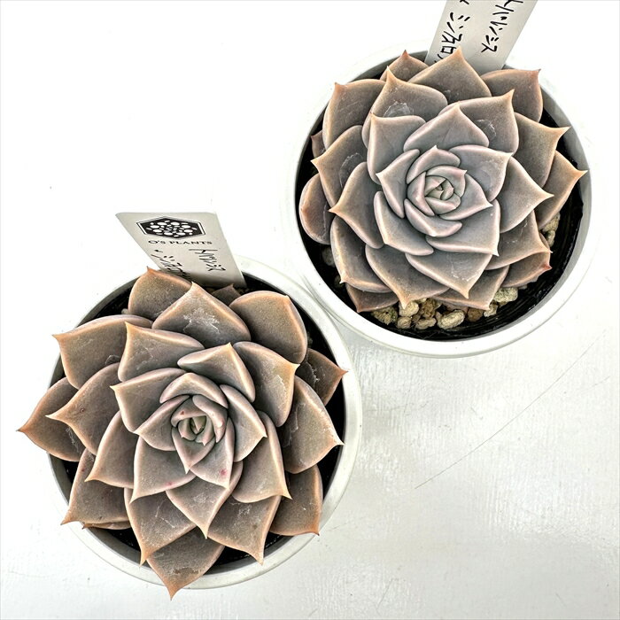 多肉植物 O’sセデベリア トバレンシス×シンフォロサナム 多肉植物 O’s PLANTS オーズプランツさん苗 送料無料 エケベリア 6cmポット