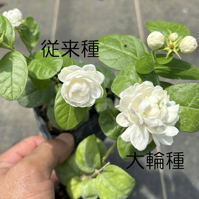 ジャスミン 苗 八重咲き 大輪 マツリカ プリンセスローズ 9cmポット 茉莉花 バラ咲...
