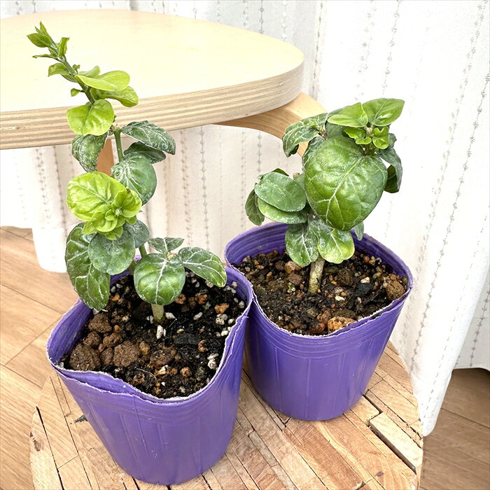 ジャスミン 苗 八重咲き 大輪 マツリカ プリンセスローズ 9cmポット 茉莉花 バラ咲...