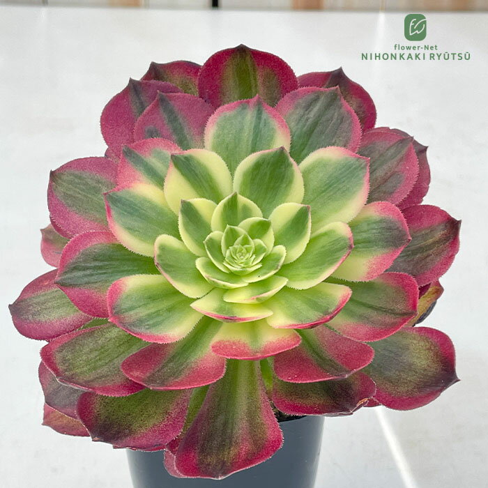 Rakuten - 多肉植物 caアエオニウム ピーコックフェザー 多肉植物 アエオニウム 7.5cmポット pic