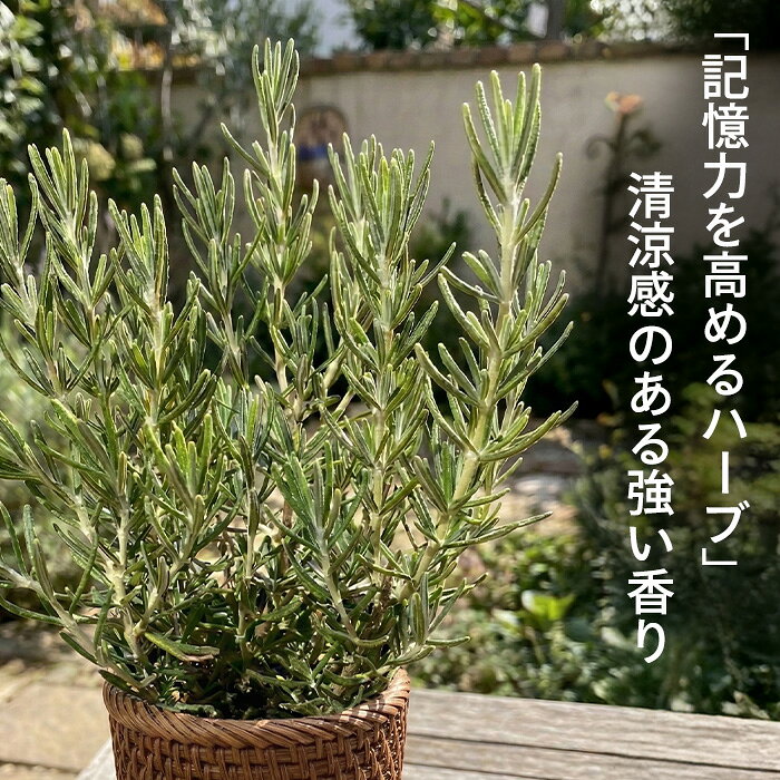 ローズマリー 苗 ピンクローズマリー 9cmポット 虫除け 宿根草 苗木 花木 ハーブ苗...