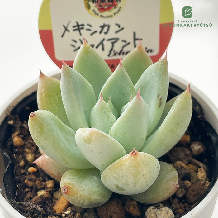 楽天市場】メキシカンサボテンの通販