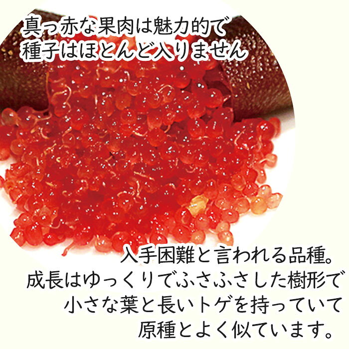 フィンガーライム クリムゾンタイド 7号鉢 2年生苗 苗木 果樹苗 送料無料 フィンガ...