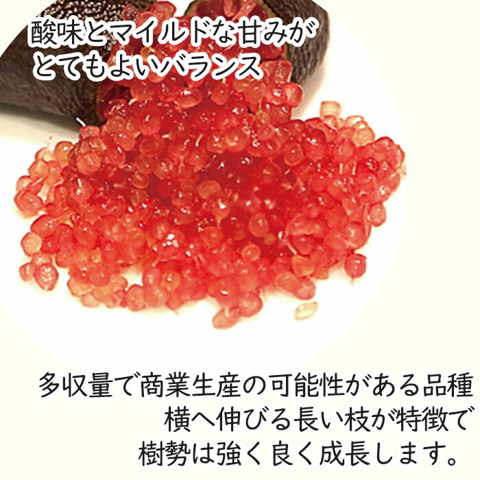 フィンガーライム ジャリレッド 7号鉢 2年生苗 苗木 果樹苗 送料無料 フィンガーラ...
