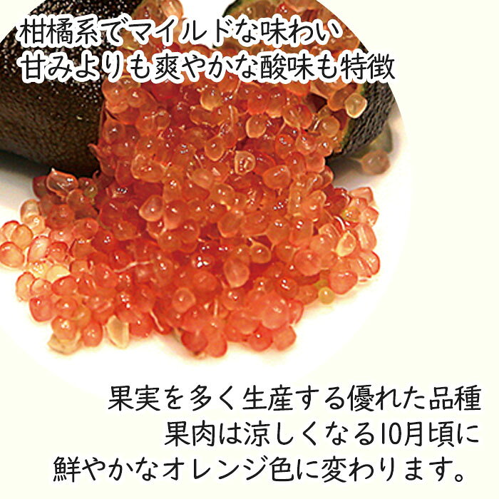 フィンガーライム レッドルビー 7号鉢 2年生苗 苗木 果樹苗 送料無料 フィンガーラ...