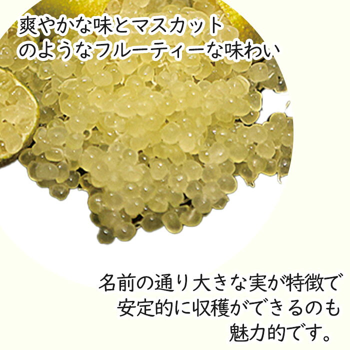 フィンガーライム グリーンジャイアント 7号鉢 2年生苗 苗木 果樹苗 送料無料 フィ...