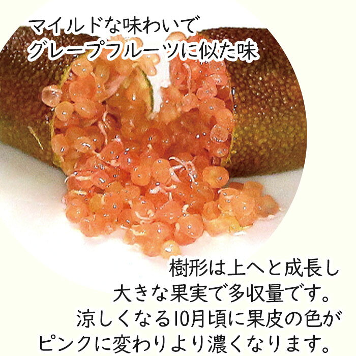 フィンガーライム ピンクアイス 7号鉢 2年生苗 苗木 果樹苗 送料無料 フィンガーラ...