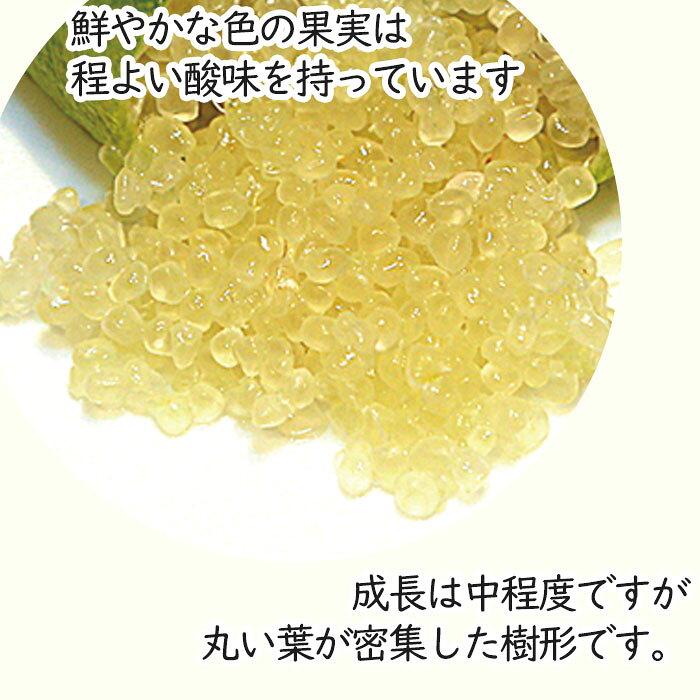 フィンガーライム グリーンクリスタル 7号鉢 2年生苗 苗木 果樹苗 送料無料 フィン...