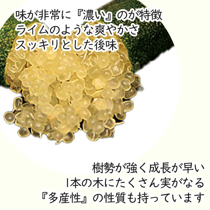 フィンガーライム テイスティーグリーン 7号鉢 2年生苗 苗木 果樹苗 送料無料 フィ...