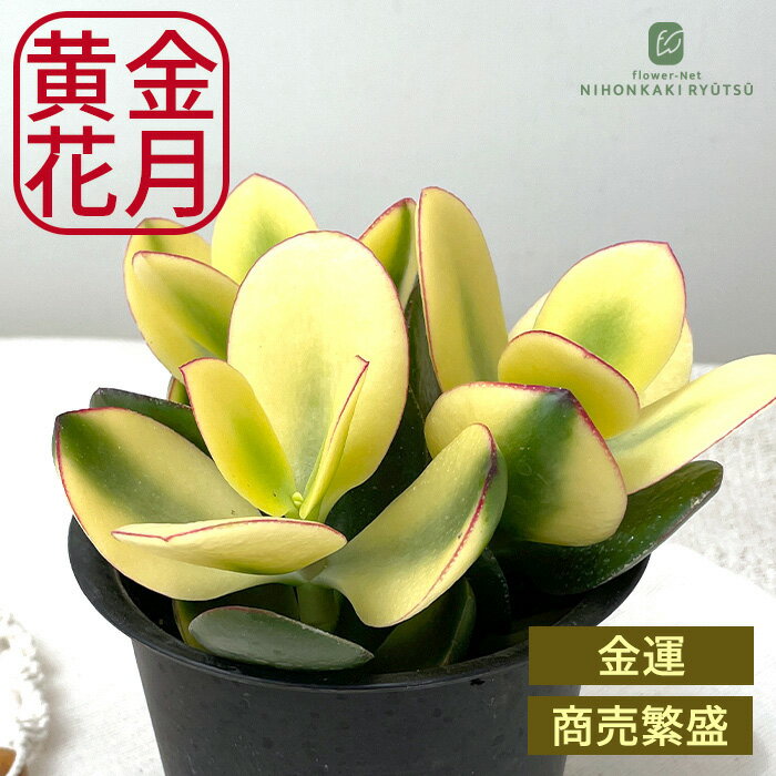 楽天市場】多肉 金のなる木の通販