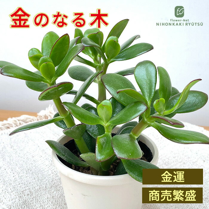 ③金のなる木（花芽付き）極太 楽天市場】多肉 金のなる木の通販