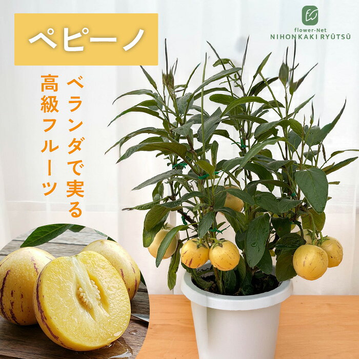 Other - ペピーノ 実付き 6号鉢 珍しい 野菜 庭木 苗木 果樹苗