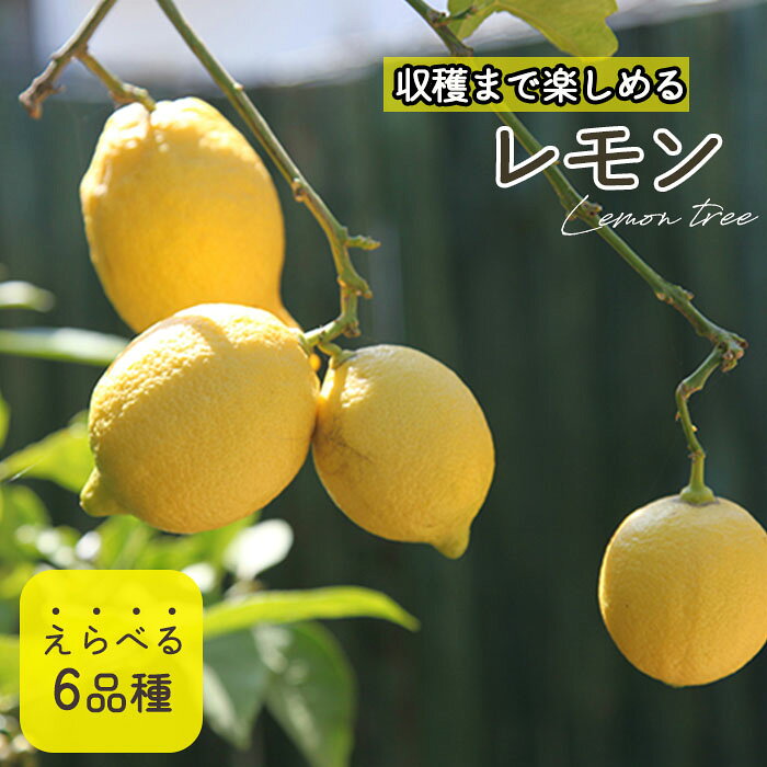 選べるレモン 苗 6品種 5号ポット 送料無料 檸檬 ポットレモン レモンの木 苗木 庭...