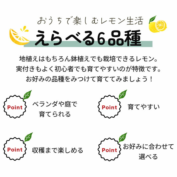 選べるレモン 苗 6品種 5号ポット 送料無料 檸檬 ポットレモン レモンの木 苗木 庭...
