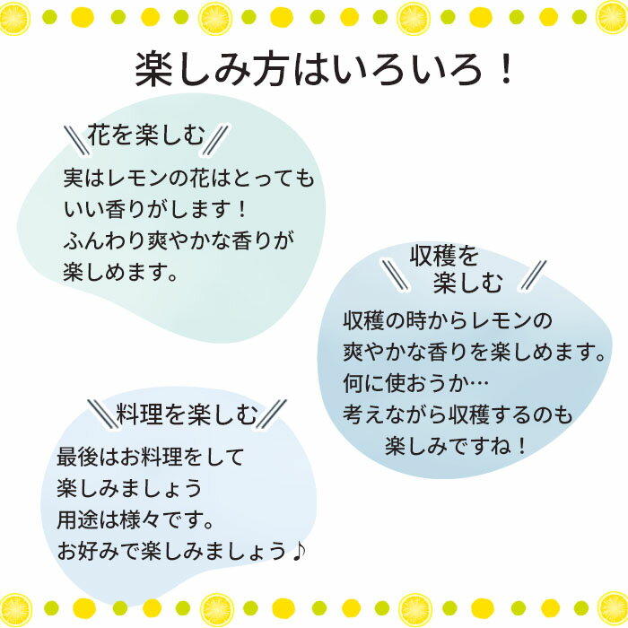 選べるレモン 苗 6品種 5号ポット 送料無料 檸檬 ポットレモン レモンの木 苗木 庭...