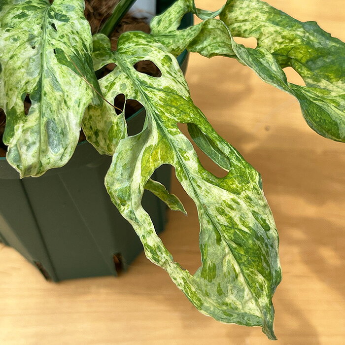 楽天市場】マドカズラ 斑入り（花・観葉植物｜花・ガーデン・DIY）の通販