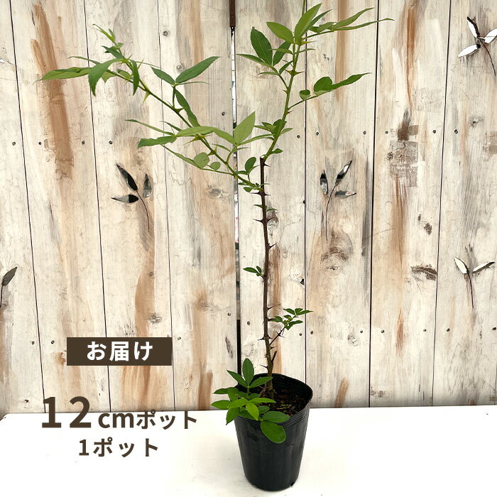 冬山椒 12cmポット フユサンショウ ハーブ苗木 果樹苗 送料無料 hru