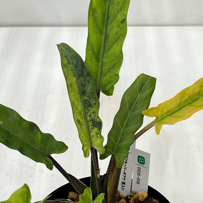 觀葉植物 - 観葉植物 斑入り アロカシア ラウターバーチアナ 5号鉢 ラウテルバキアナ 0526-009 送料無料 観葉植物 現品販売 室内 贈り物 プレゼント インテリア おしゃれ #よなよなボタニック