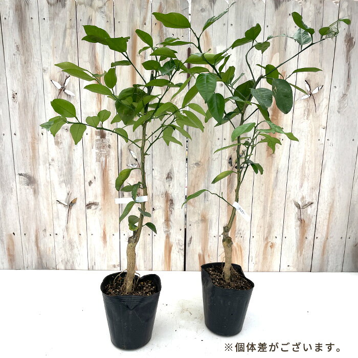 果樹苗 沖縄柑橘 タルガヨ 15cmポット 苗木 庭木 柑橘類 果樹苗 接木苗 送料無料 hru