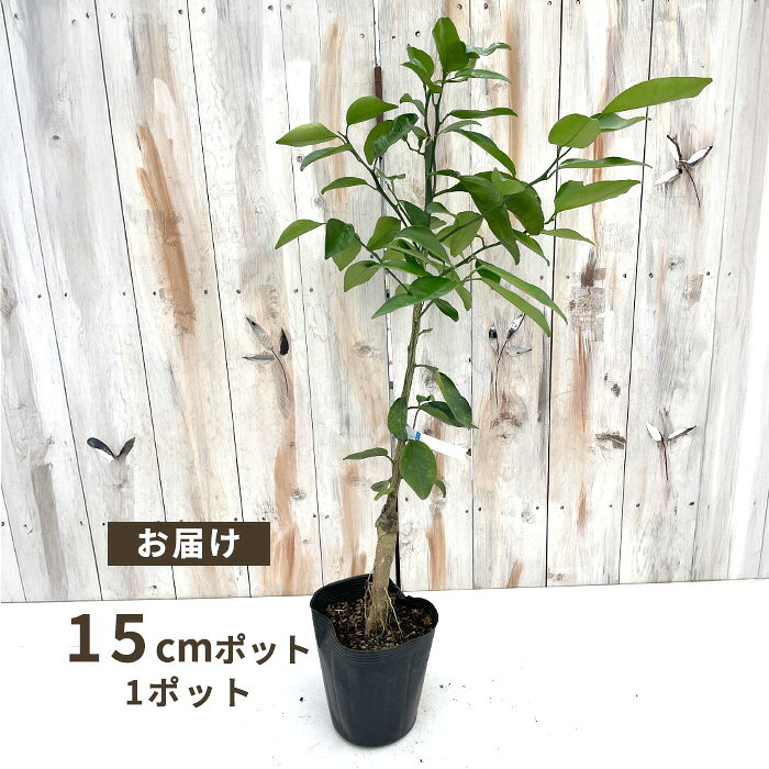 果樹苗 沖縄柑橘 タルガヨ 15cmポット 苗木 庭木 柑橘類 果樹苗 接木苗 送料無料 hru