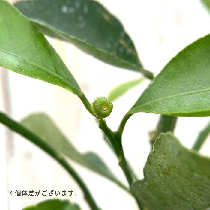 果樹苗 沖縄柑橘 種なしシークワーサー 15cmポット 苗木 庭木 柑橘類 果樹苗 接木...