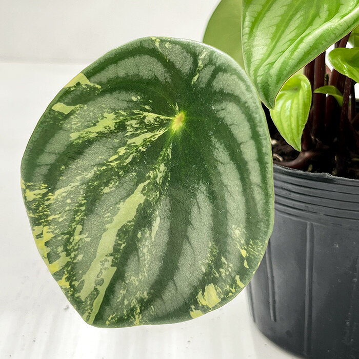 Rakuten - 観葉植物 希少 斑入り ペペロミア アルギレイア サンデルシー スイカペペ 3.5号鉢 0526-016 送料無料 観葉植物 現品販売 レア 珍しい 室内 贈り物 プレゼント インテリア おしゃれ #よなよなボタニック yyb