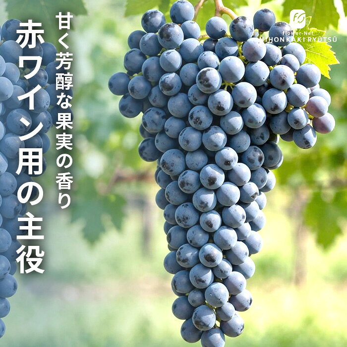 ぶどう 苗 ピノノワール 10.5cmポット ぶどう 葡萄 ブドウ ワイン用 果樹苗 hru