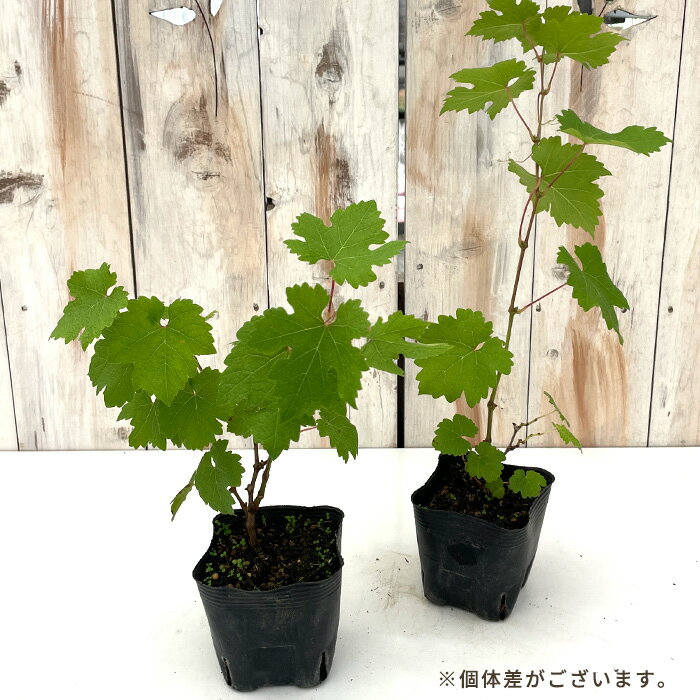 ぶどう 苗 ピノノワール 10.5cmポット ぶどう 葡萄 ブドウ ワイン用 果樹苗 hru
