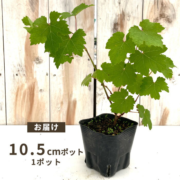 ぶどう 苗 ピノノワール 10.5cmポット ぶどう 葡萄 ブドウ ワイン用 果樹苗 hru